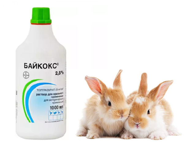Торукокс для кроликов: описание и применение