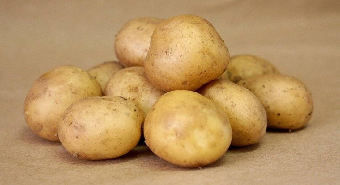 Выращивание картошки из семян в домашних условиях