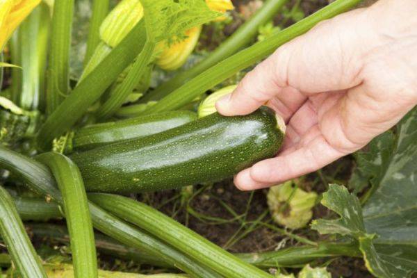 Овощ кабачок: выращивание из семян, фото, посадка на рассаду и в открытый грунт, уход