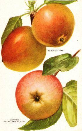 Яблоня десертное исаева: характеристика и описание сорта, особенности посадки и ухода за деревом, фото