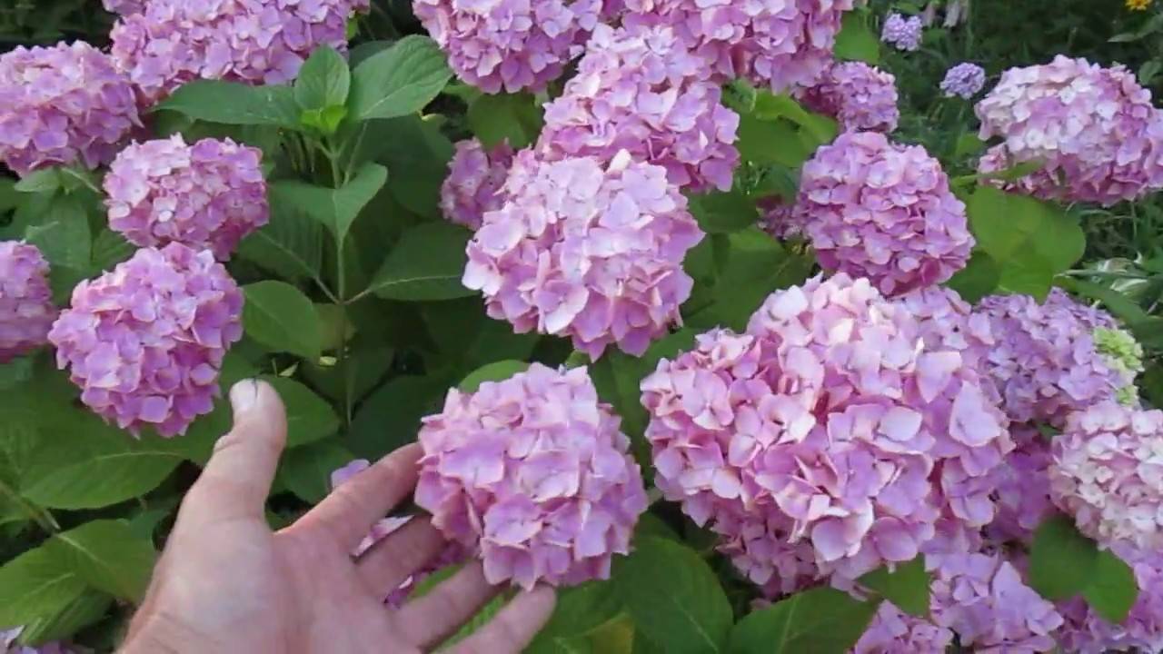 Посадка садовой гортензии в открытый грунт весной и летом: уход за цветами