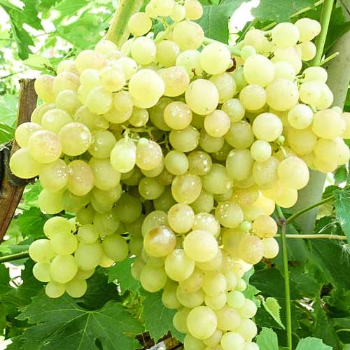 Распространенные сорта винограда Кишмиш: описание и причины популярности