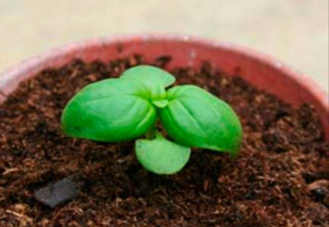 Базилик на подоконнике: выращивание из семян