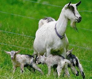 Овцеводство для начинающих: основные правила и рекомендации