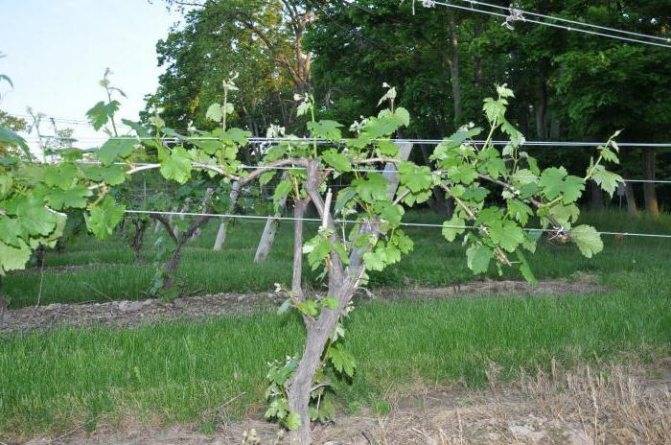 Как подвязать виноград на шпалеру