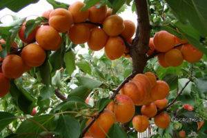 Как сажать абрикос и правильно за ним ухаживать?