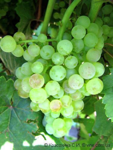 Описание и характеристики сорта винограда коринка русская, преимущества и недостатки, выращивание