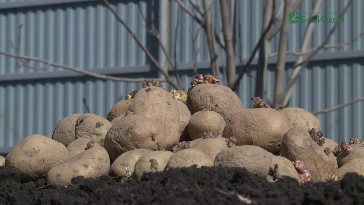 Сколько картофеля нужно для посадки на 1 сотку