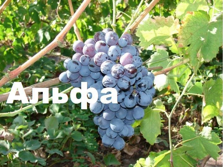 Описание винограда сорта Альфа: основные особенности, качества и недостатки