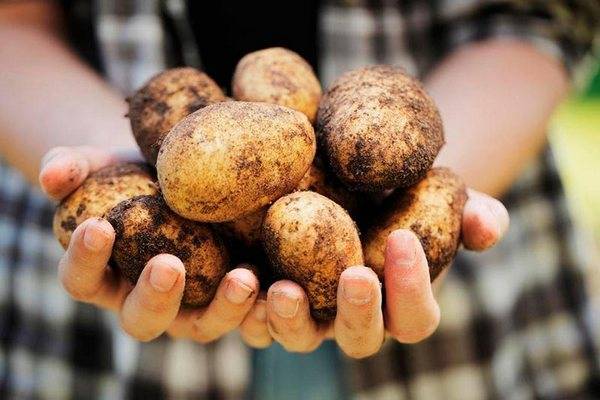 Сорт картофеля ласунок. описание сорта ласунок