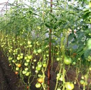 Как обрезать помидоры в теплице чтобы был хороший урожай