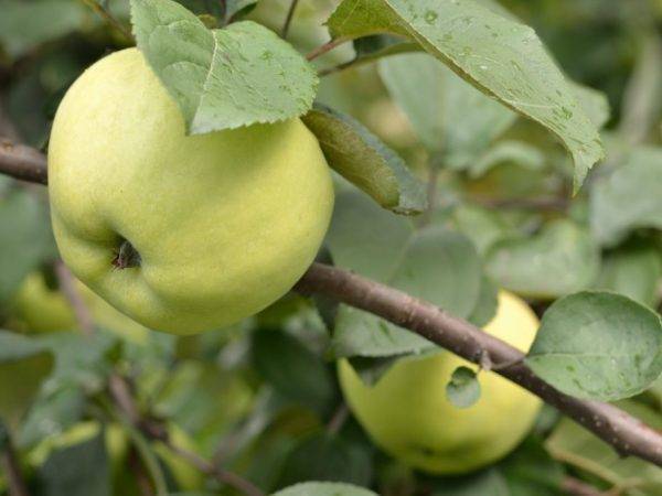 Дерево яблоня: посадка и уход, фото, обрезка, прививка, описание сортов