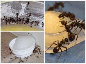 Как избавится от муравьев в улье на пасеке