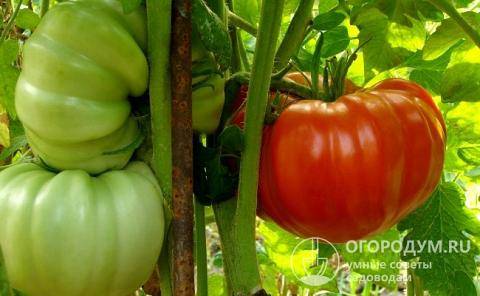 Важный вопрос: как вырастить вкусные помидоры из семян? правила посадки и ухода