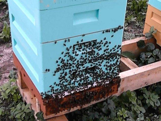 Почему пчелы выкучиваются возле летка на прилетной доске