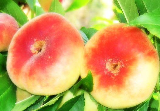 Описание инжирного персика: лучшие сорта, как его выращивать, как посадить