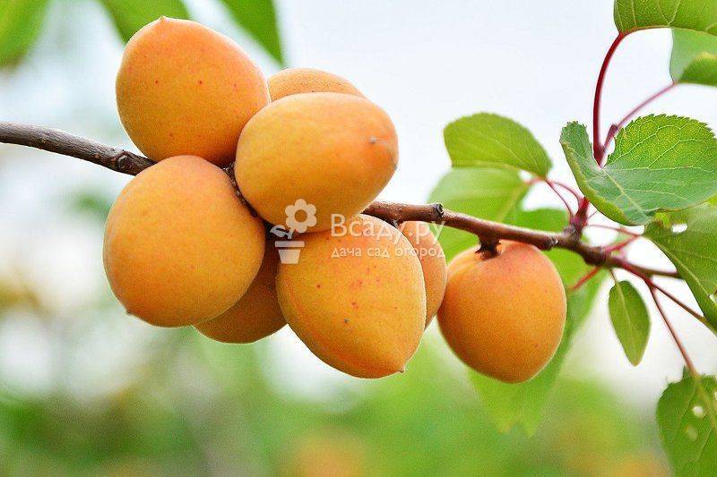 Особенности выращивания абрикосов на урале