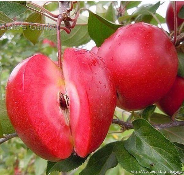 Яблоня розовый жемчуг: описание, фото, отзывы