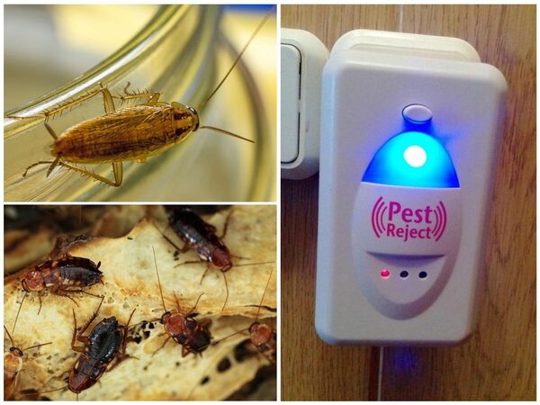 Как выбрать качественный отпугиватель тараканов