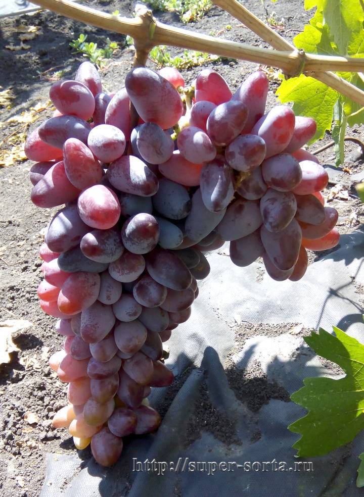 Сорт винограда байконур: характеристика, секреты выращивания