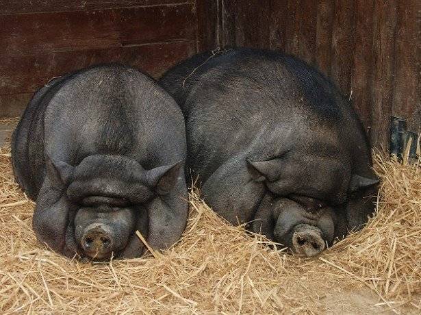 Вьетнамская свинья  фото, описание, ареал, питание, враги