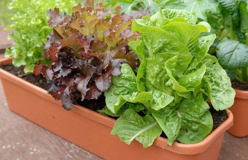 Салат лолло росса — выращивание. салат «лолло росса»: польза и вред, особенности выращивания