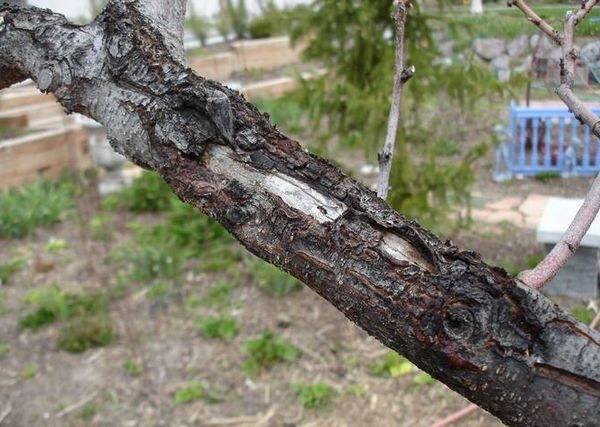 Лечение деревьев — трещины, морозобоины и дупла