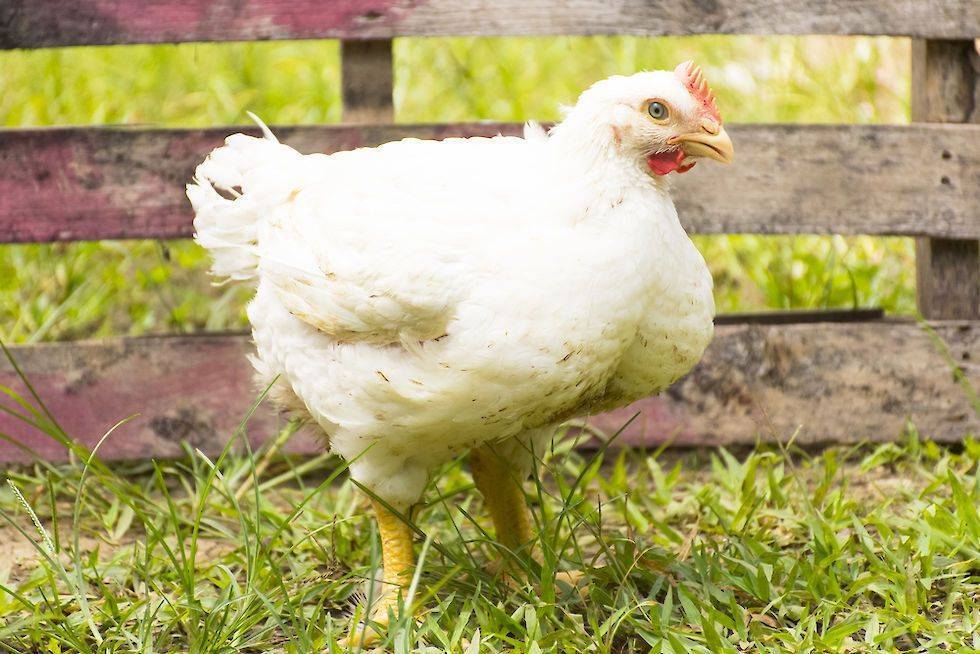 Чем кормить цыплят бройлеров с 0 до 50 дней в домашних условиях