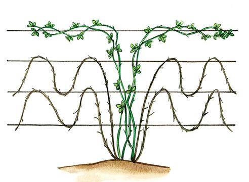 Секреты выращивания садовой ежевики