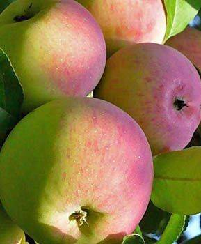 Особенности яблони мартовское