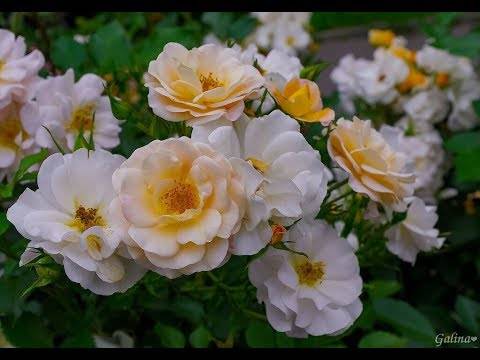 Выращивание розы флорибунда, посадка и уход