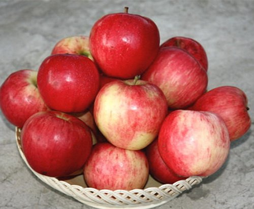Уникальные характеристики и правила агротехники яблони богатырь