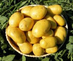 Наташа: описание семенного сорта картофеля, характеристики, агротехника