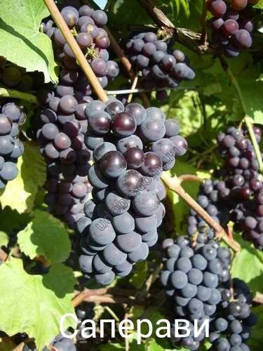 Описание винограда мукузани