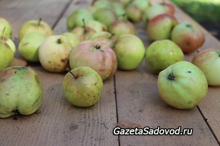 Садоводы рассказывают, почему не плодоносит яблоня и что делать?