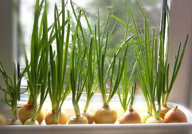 Технология выращивания лука на перо в теплице: сколько растет и как выращивают лук на зелень зимой?