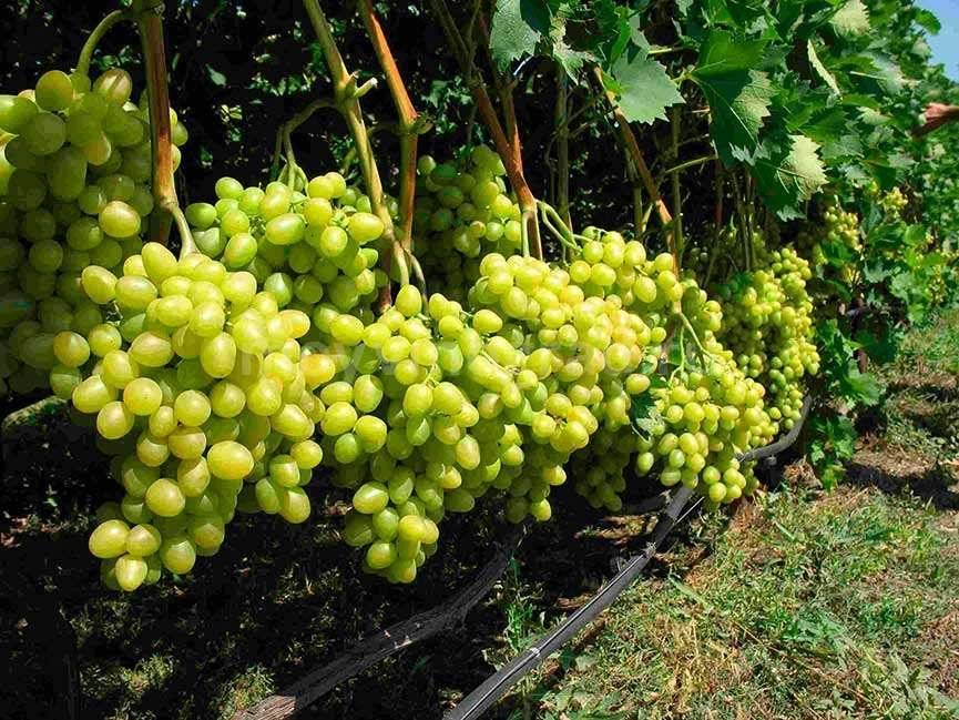 Когда начинает плодоносить виноград после посадки саженцами, как долго растет