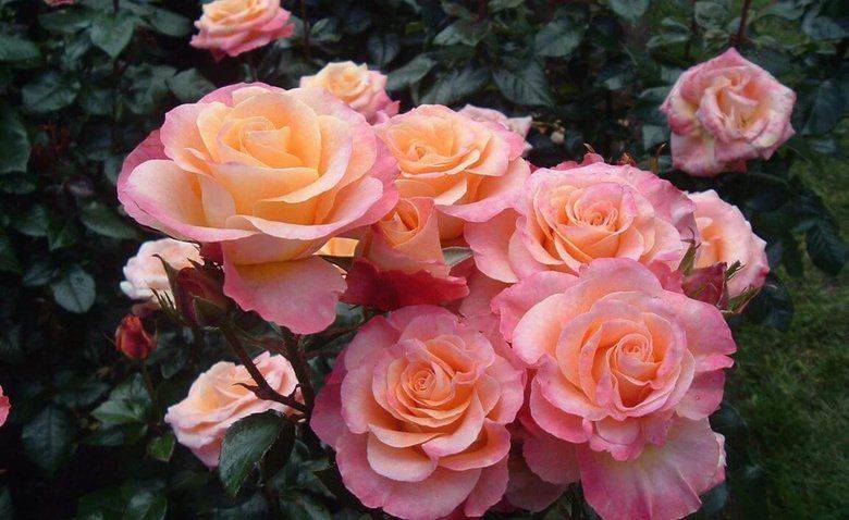 Роза флорибунда – описание, посадка и уход