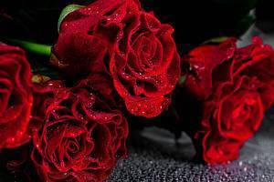 Названия и описания цветов розы с фото