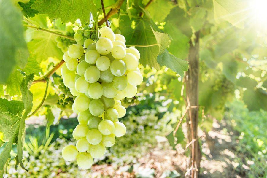 Выращивание винограда в сибири — виноград