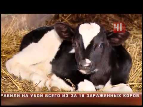 Туберкулёз у коров: симптомы и лечение