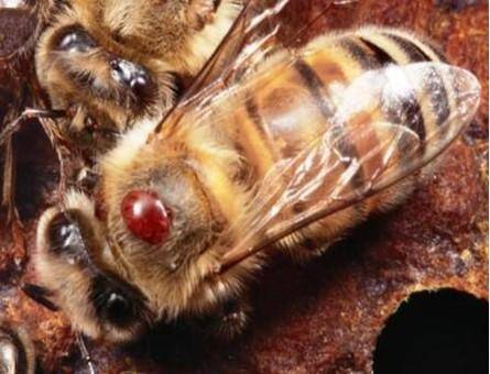 Эффективные методы решения проблемы варроатоза пчел