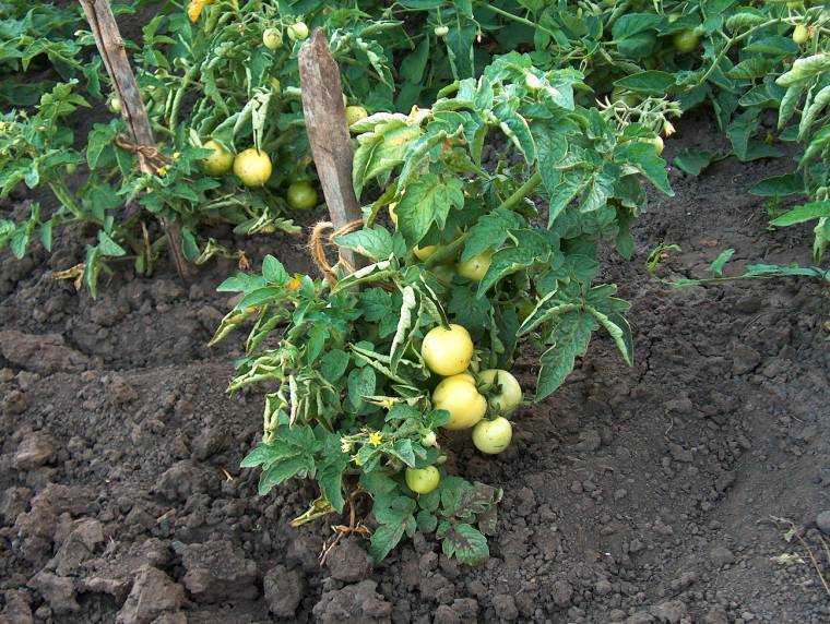 Расстояние при посадке томатов в теплице: схема посадки кустов помидор