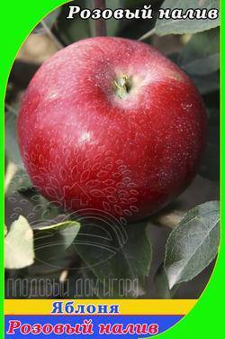 Яблоня белый налив: описание сорта, фото, отзывы садоводов, видео
