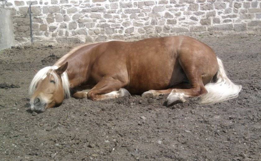 Кто спит стоя. как спят лошади? правда ли что кони спят стоя? животные которые спят стоя