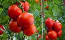 Способы посадки помидоров на рассаду: лучшие методы выращивания томатов, в том числе по м. маслову и терехиной, советы по сооружению приспособлений своими руками