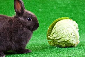 Чем нельзя кормить декоративного кролика