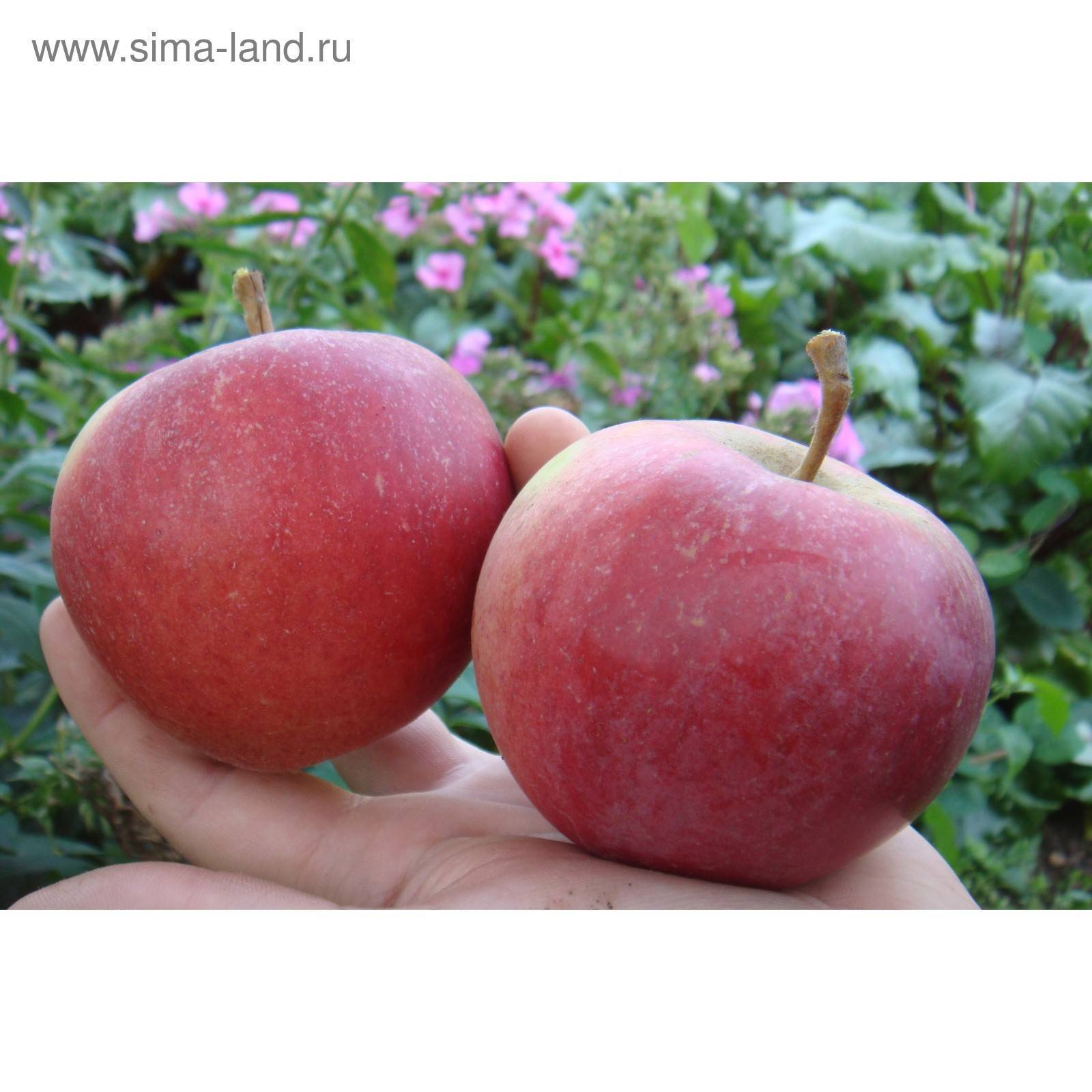 Свердловские сорта яблони