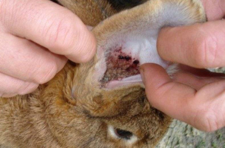 Болезни ушей у кроликов: причины, симптомы, лечение и профилактика