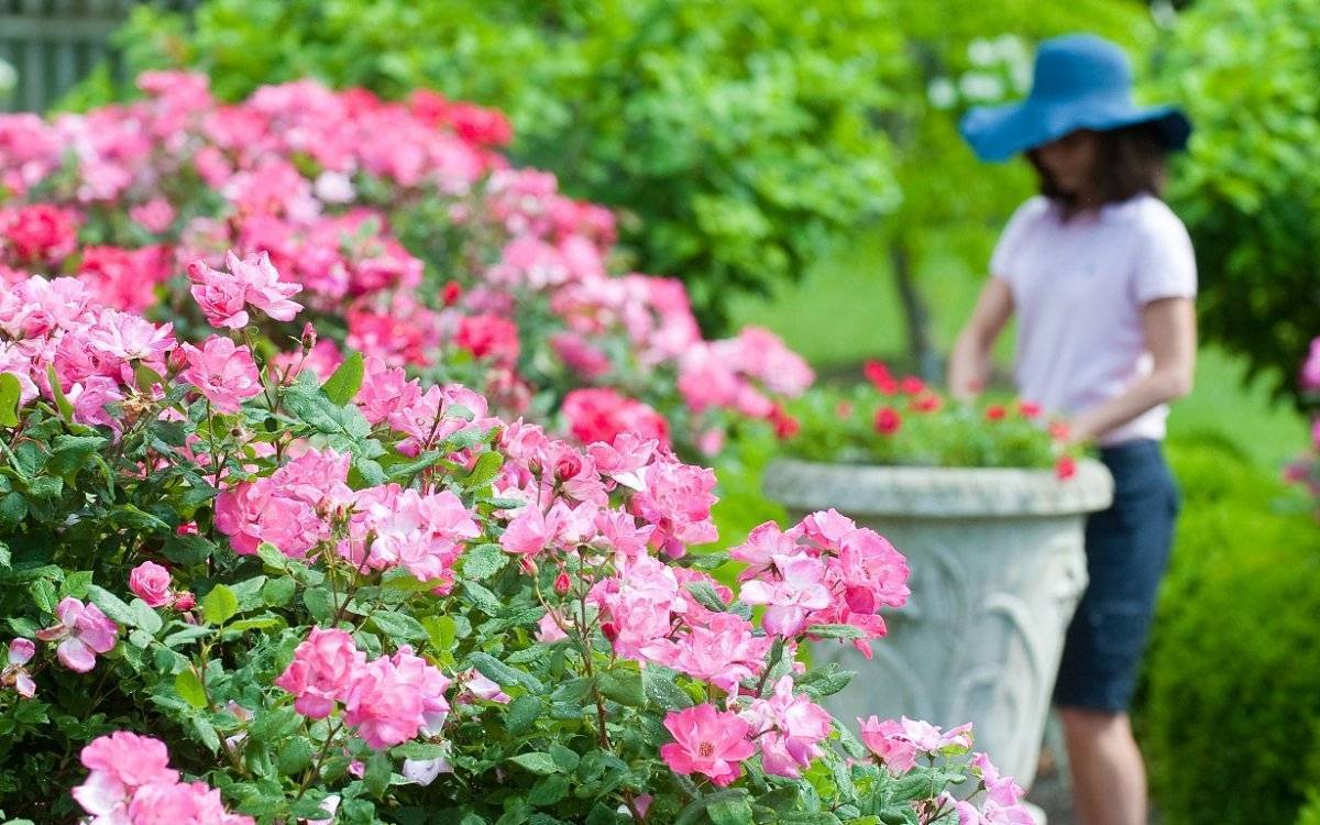 О подкормке роз: чем удобрять розы для обильного цветения и хорошего роста